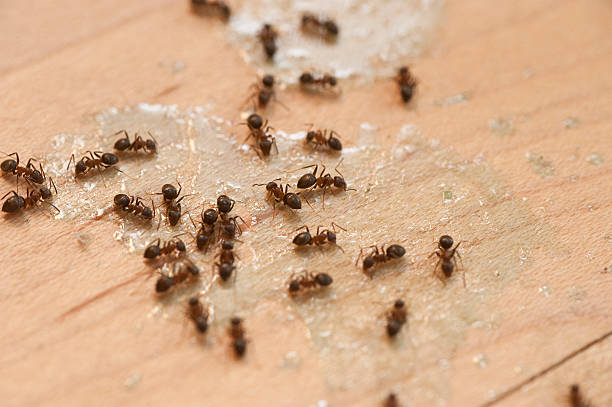 Columbus, TX Pest Control Company