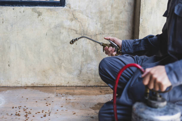 Wasp Removal Services in Columbus, TX